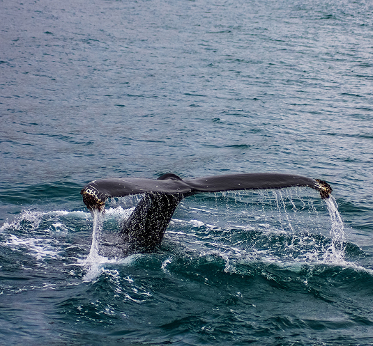 Queue de baleine